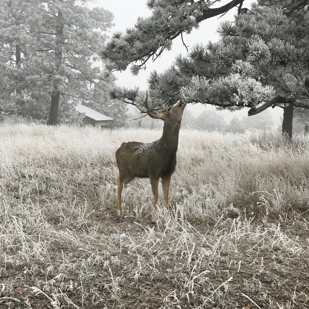 Meet your Posher, Dana